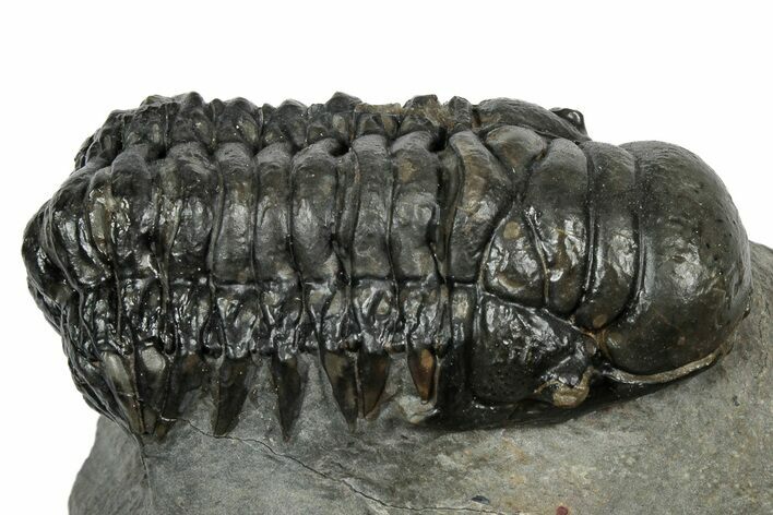 Detailed Crotalocephalina Trilobite - Atchana, Morocco #345025